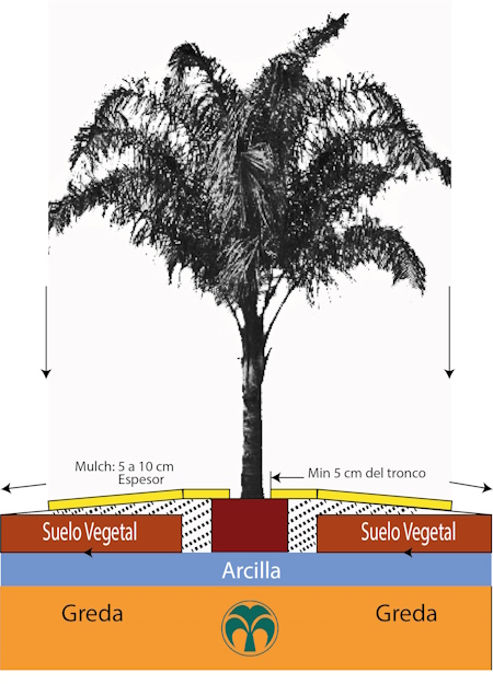 palmplantarcilla450 x 600