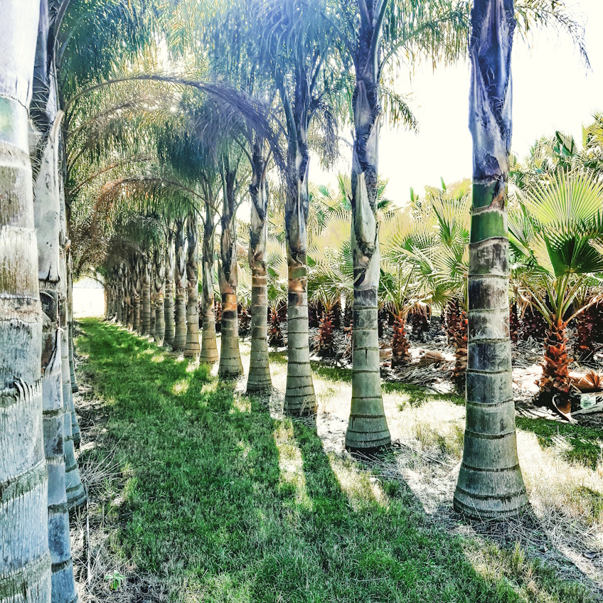 Palmeras Pindo grandes en hilera junto a palmeras washingtonia