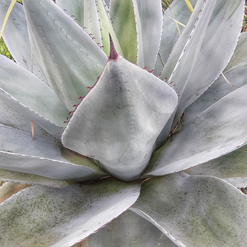 Agave ovatifolia gris