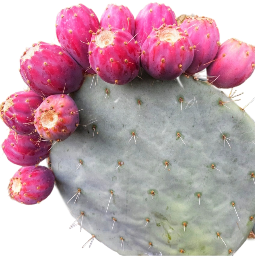 opuntia basilaris