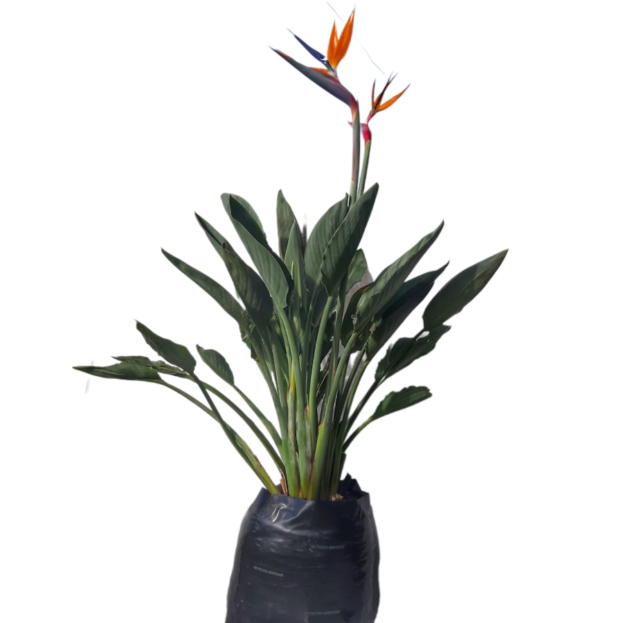 strelitzia reginae