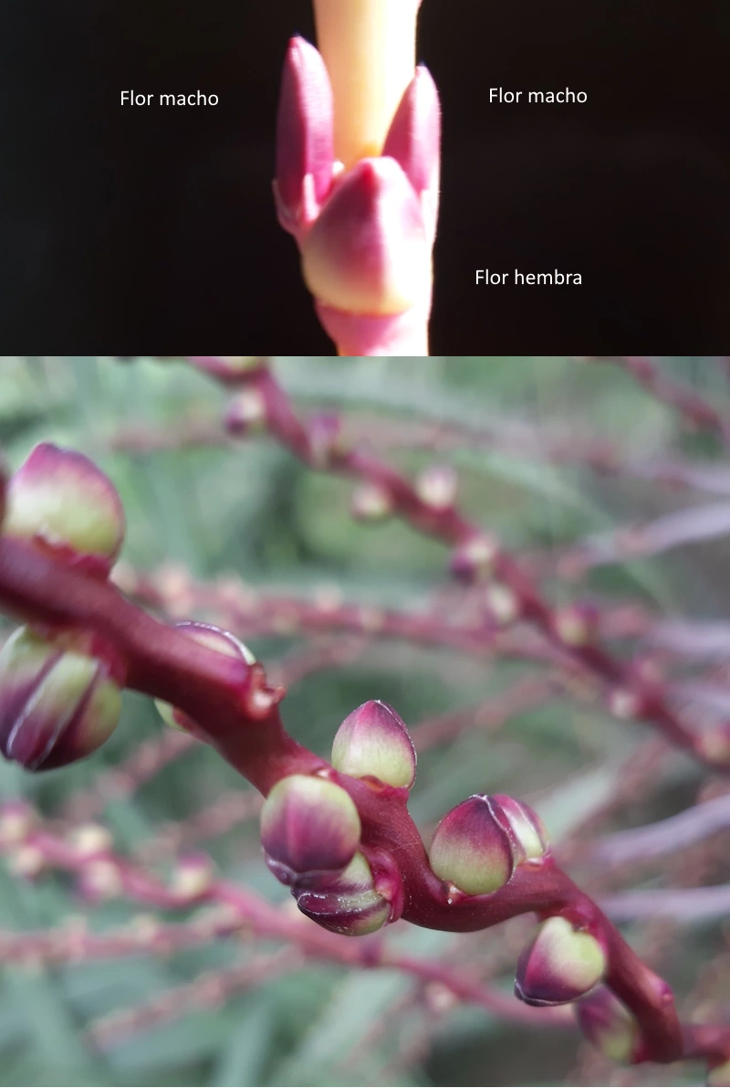 triada de flores butia